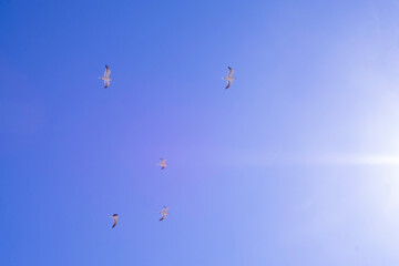 A flock of seagulls in the sky
