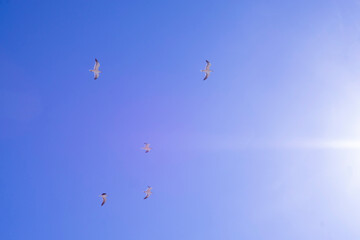 Naklejka na ściany i meble A flock of seagulls in the sky 