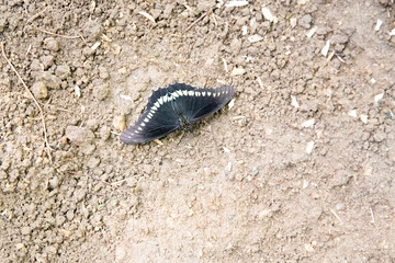 Black butterfly. Background with a place for an inscription