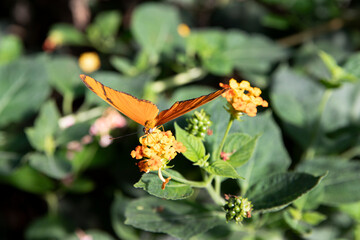An orange butterfly sits on flowers. Insect on a blurred background