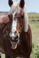 Brown horse with white and blonde hair walking towards the camera in a field in the province of Buenos Aires