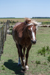 Brown horse with white and blonde hair walking towards the camera in a field in the province of Buenos Aires