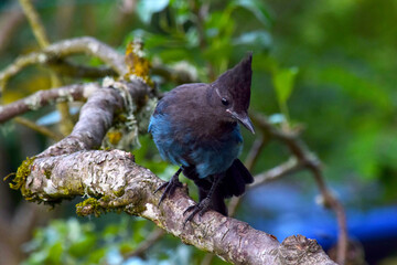 Stellar Jay Branch 01