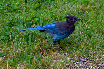 Stellar Jay Grass 01