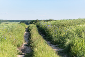 Country road overgrown with cornflowers in the middle of field, early summer landscape, grains green grass and wildflowers