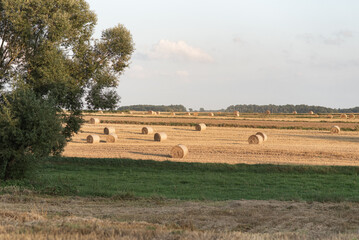 rural landscape after the harvest, field covered with straw rolls, freshly hay bales