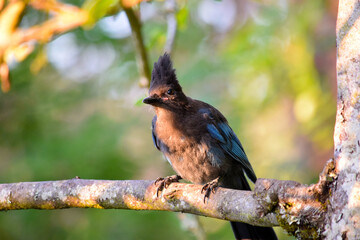 Stellar Jay in Sunlight