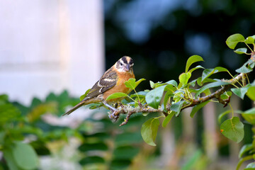 Grosbeak Pear Tree 01