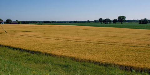 View from the road of the farm fields