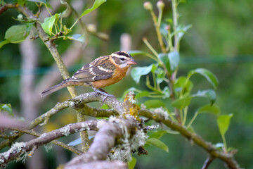 Grosbeak Pear Tree 07