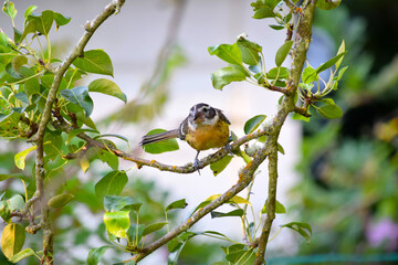 Grosbeak Pear Tree 09