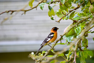 Grosbeak Pear Stick 03