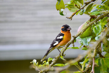 Grosbeak Pear Stick 05