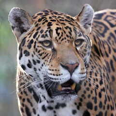 Fototapeta na wymiar Close up shot of Jaguar (Panthera Onca)