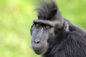 Close up shot of a crested macaque (Macaca Nigra)