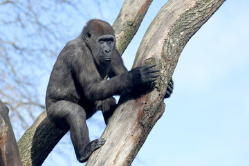 Close up shot of western lowland gorilla  (Gorilla Gorilla Gorilla) © Edwin Butter