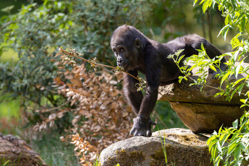 Western Lowland Gorilla baby, closeup