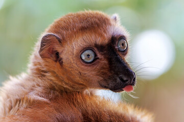 Blue-Eyed Black Lemur (Eulemur flavifrons) © Edwin Butter