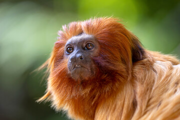 A Golden lion tamarin (Leontopithecus rosalia), closeup