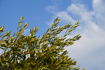 Olive tree branches with olive fruit bellow blue summer sky