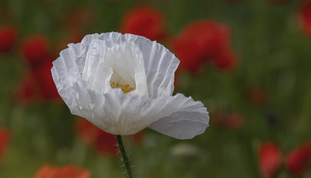 "White Poppy" Images – Browse 3,320 Stock Photos, Vectors, and Video ...