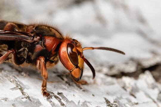 European hornet in nature