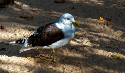 Kelp Gull (Larus dominicanus)