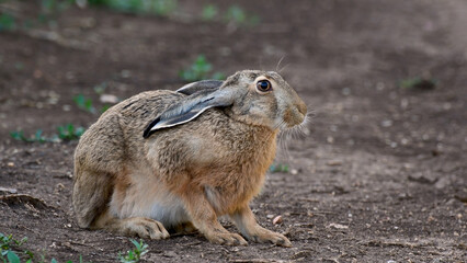 Naklejka na ściany i meble Wild European hare Lepus Europaeus sits with his ears flattened on a country road