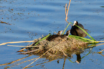 Eurasian Coot Fulica atra. Chicks in the nest