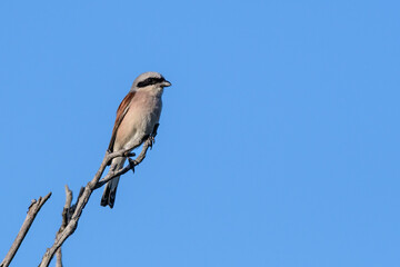 Red-backed Shrike,Lanius collurio. In the wild