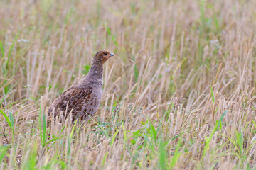 Partridge. Warm colors nature background. Grey Partridge. Perdix perdix