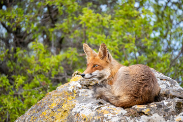 Fototapeta premium Portrait red fox Vulpes vulpes. Wild dog resting on a rock
