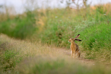 Wild European Hare Lepus Europaeus. Close up on a country road