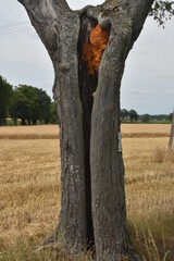 drzewo z kompozycją w dziupli © drlmk