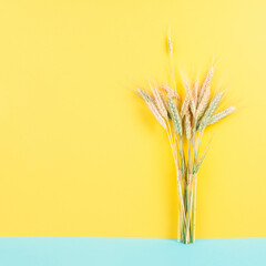 Wheat crop on a blue and yellow colored background, copy space for text, food harvest in the summer, golden straw