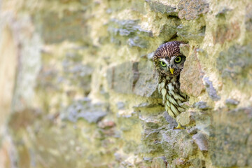 Little owl, Athene noctua, peaks out from burrow in old stone wall. Owl in front of nest in stone wall. Urban wildlife. Beautiful bird with yellow eyes. Owl masking in rural area.