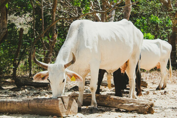 Vacas en la montaña