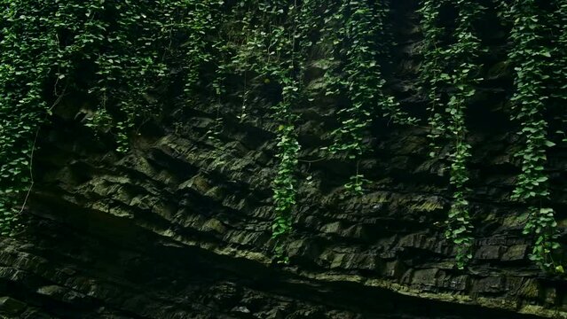 Rocky wall with green ivy. Creative. Beautiful rocky wall in forest thicket. Rocky wall with stripes and hanging green ivy