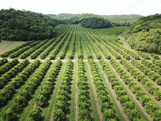 citrus plantation in northwestern Argentina