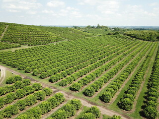 citrus plantation in northwestern Argentina