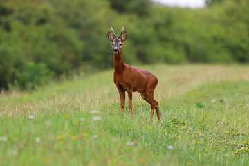 Obraz premium deer in the grass, Roe deer standing, looking at me, against beautiful scenery of the tranquil, picturesque, river bank, wild flowers and bushes in summer, with copy space