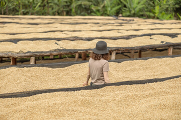Back view of lady in black hat stading between tables where coffee beans are dried outdoors in farm