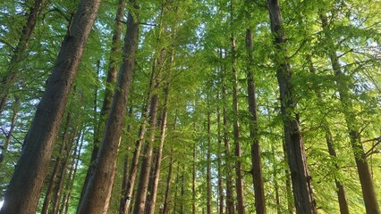 tall trees in the park