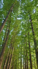 tall trees in the park