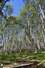 Fototapeta premium A trail winds through a peaceful aspen tree forest