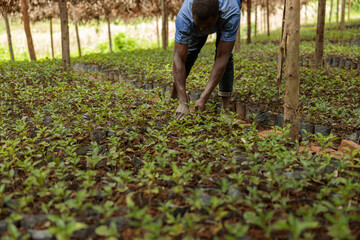 Cropped photo of African American worker processing coffee seedlings at the farm in Africa region