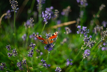 Butterfly on lavender field