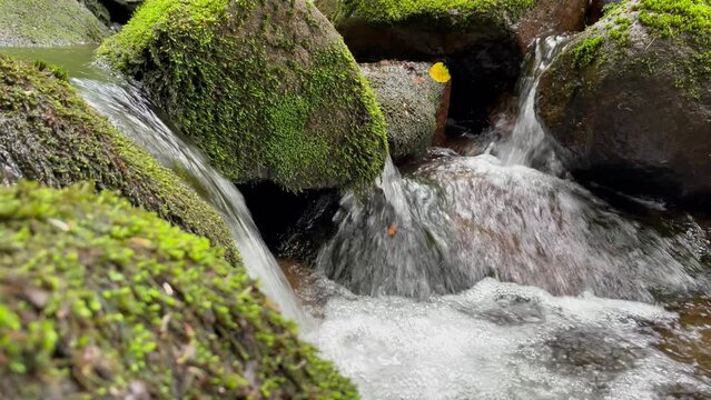 une rivi&egrave;re dans la for&ecirc;t bor&eacute;ale