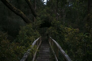 A wooden path used by tourists in a wet forest in Puerto Montt Chile
