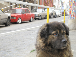 A dog in the streets of Valparaizo in early 2010